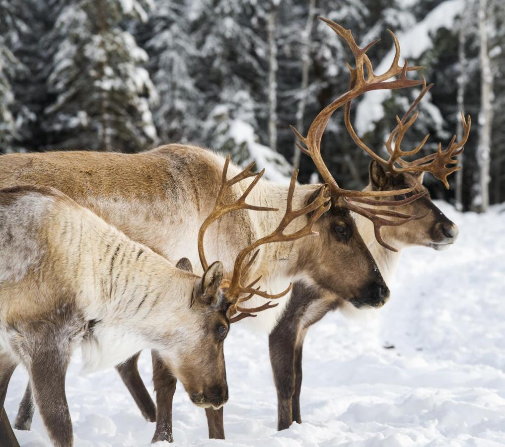 Pleasant Acres Reindeer Ranch Villa Pleasant Valley Екстериор снимка