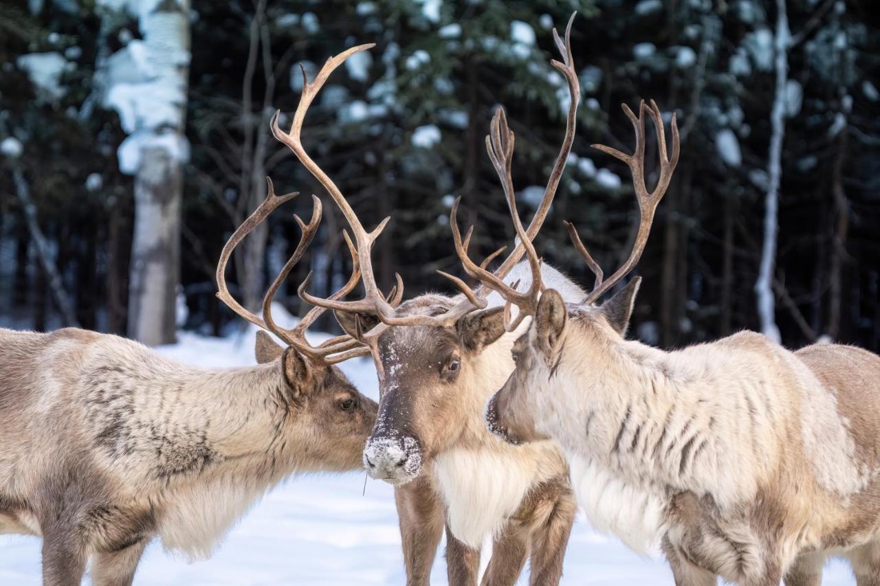 Pleasant Acres Reindeer Ranch Villa Pleasant Valley Екстериор снимка