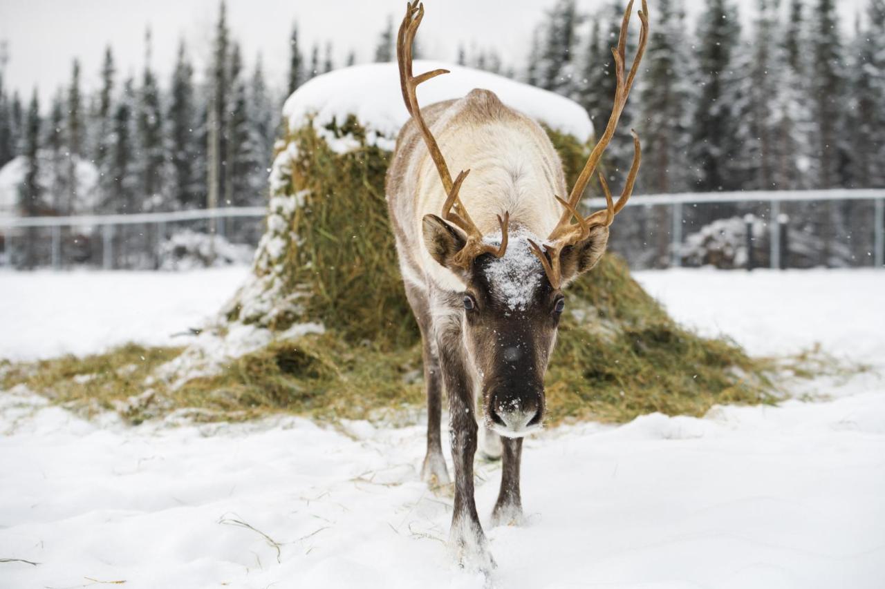 Pleasant Acres Reindeer Ranch Villa Pleasant Valley Екстериор снимка