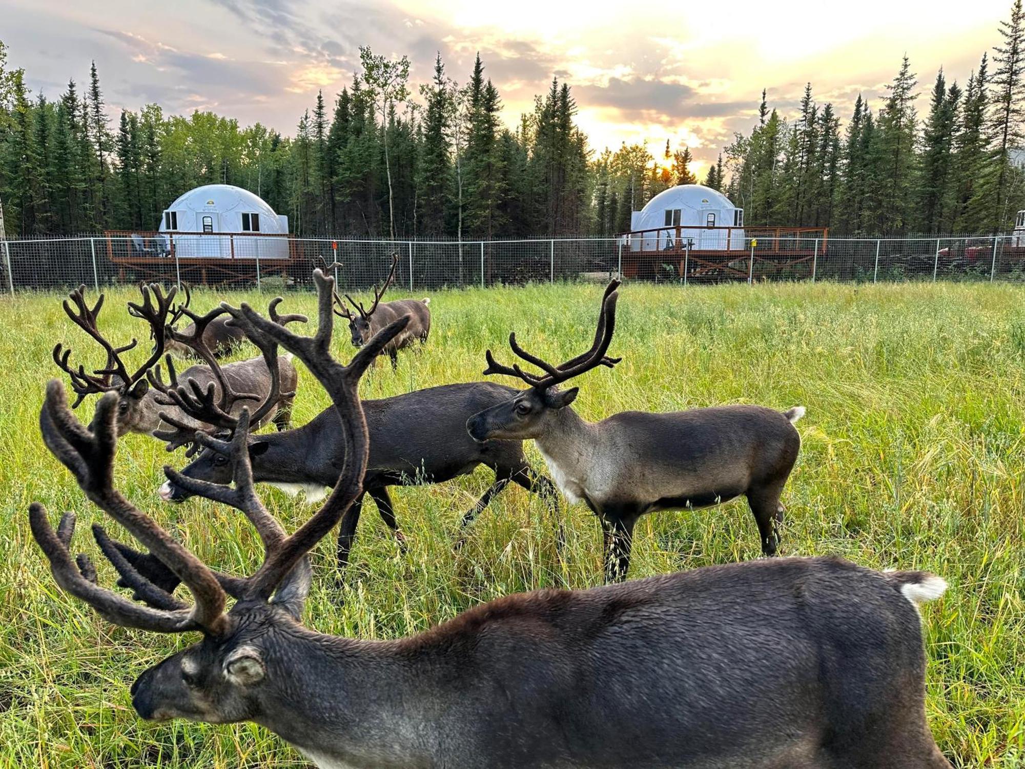 Pleasant Acres Reindeer Ranch Villa Pleasant Valley Екстериор снимка